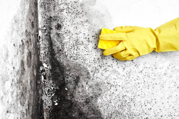 Best Toxic Mold Removal  in Redington Beach, FL