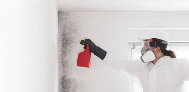 Office Mold Removal Services in Redington Beach, FL