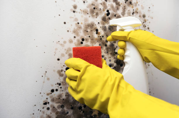 Best Commercial Mold Removal  in Redington Beach, FL